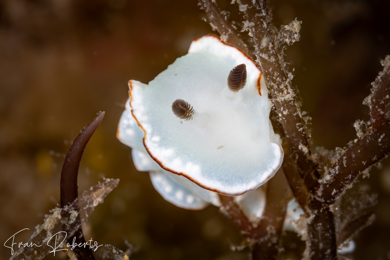 Image of Glossodoris angasi