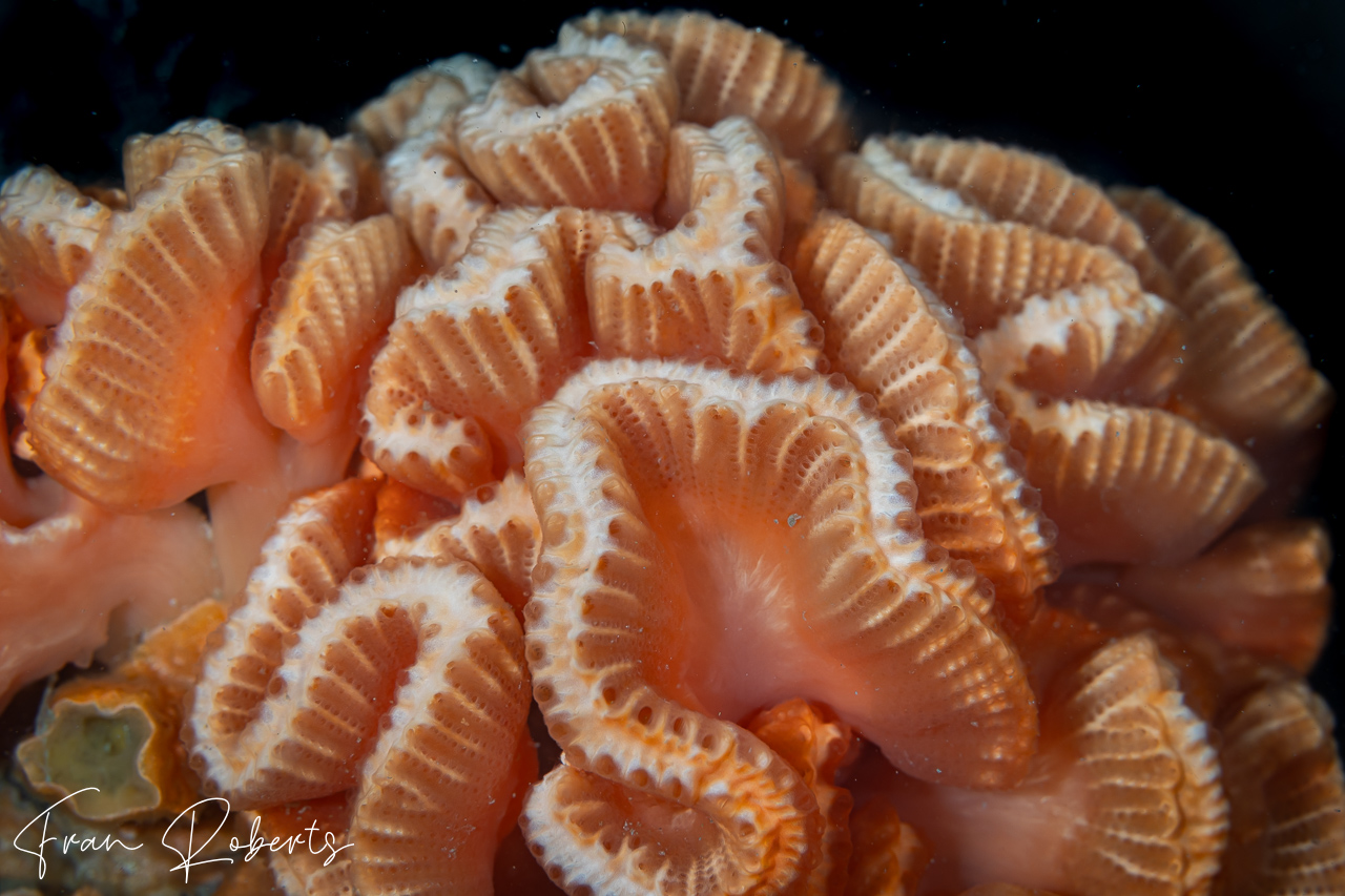 Image of Sycozoa cerebriformis