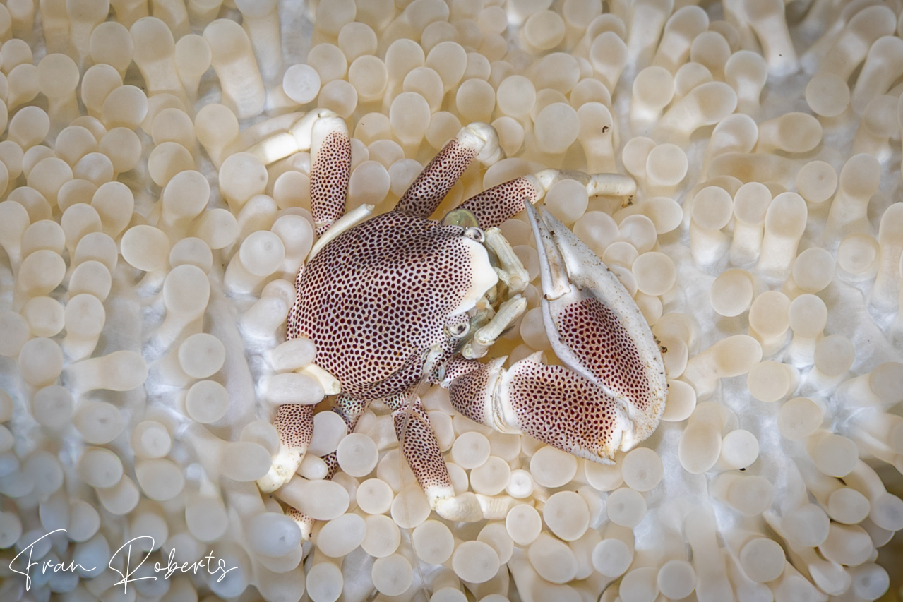Image of Neopetrolisthes maculatus