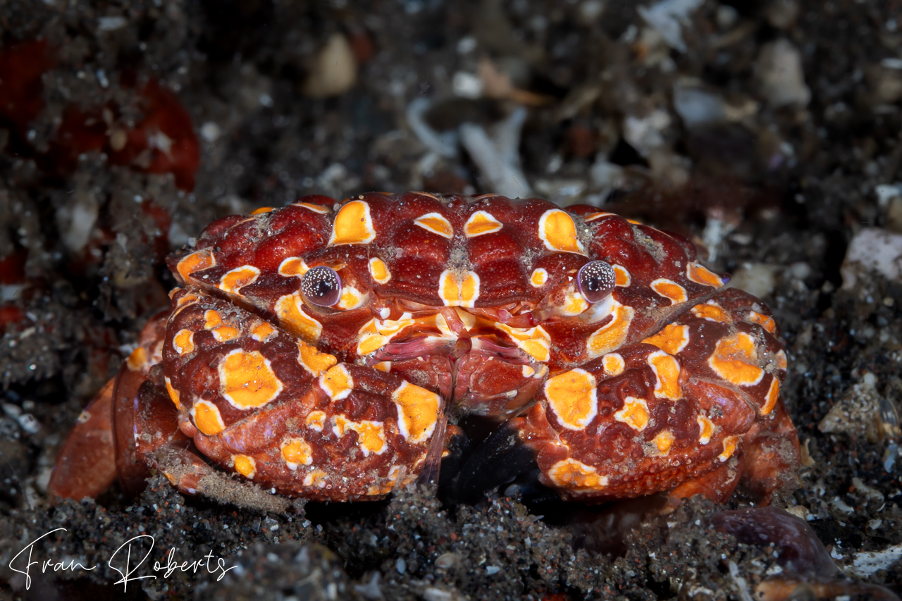 Image of Zosimus maculatus