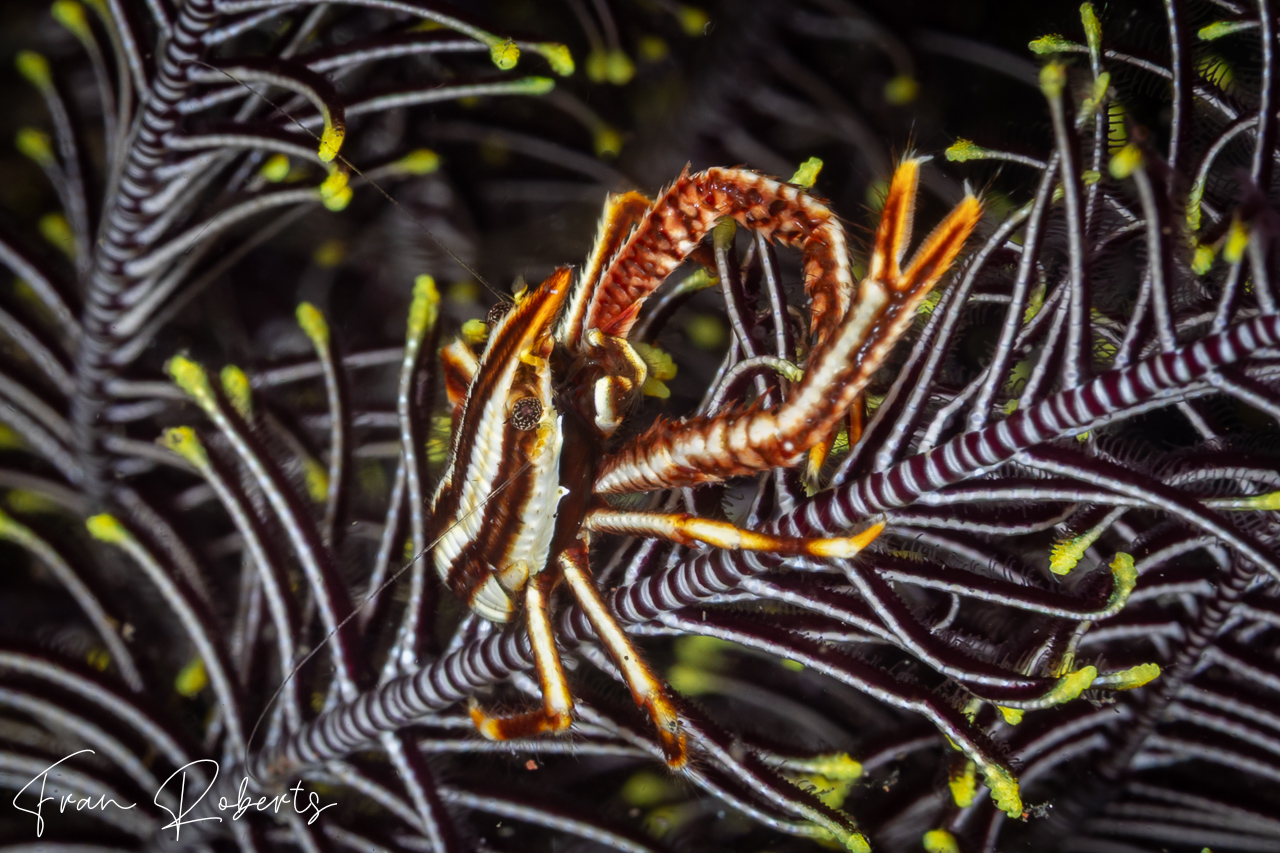 Image of Allogalathea elegans