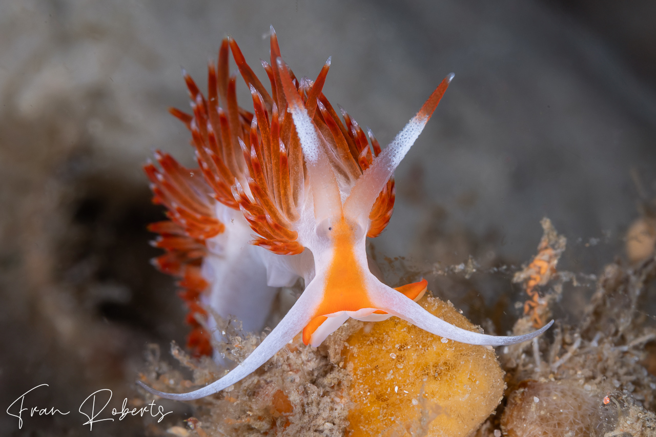 Image of Sakuraeolis nungunoides