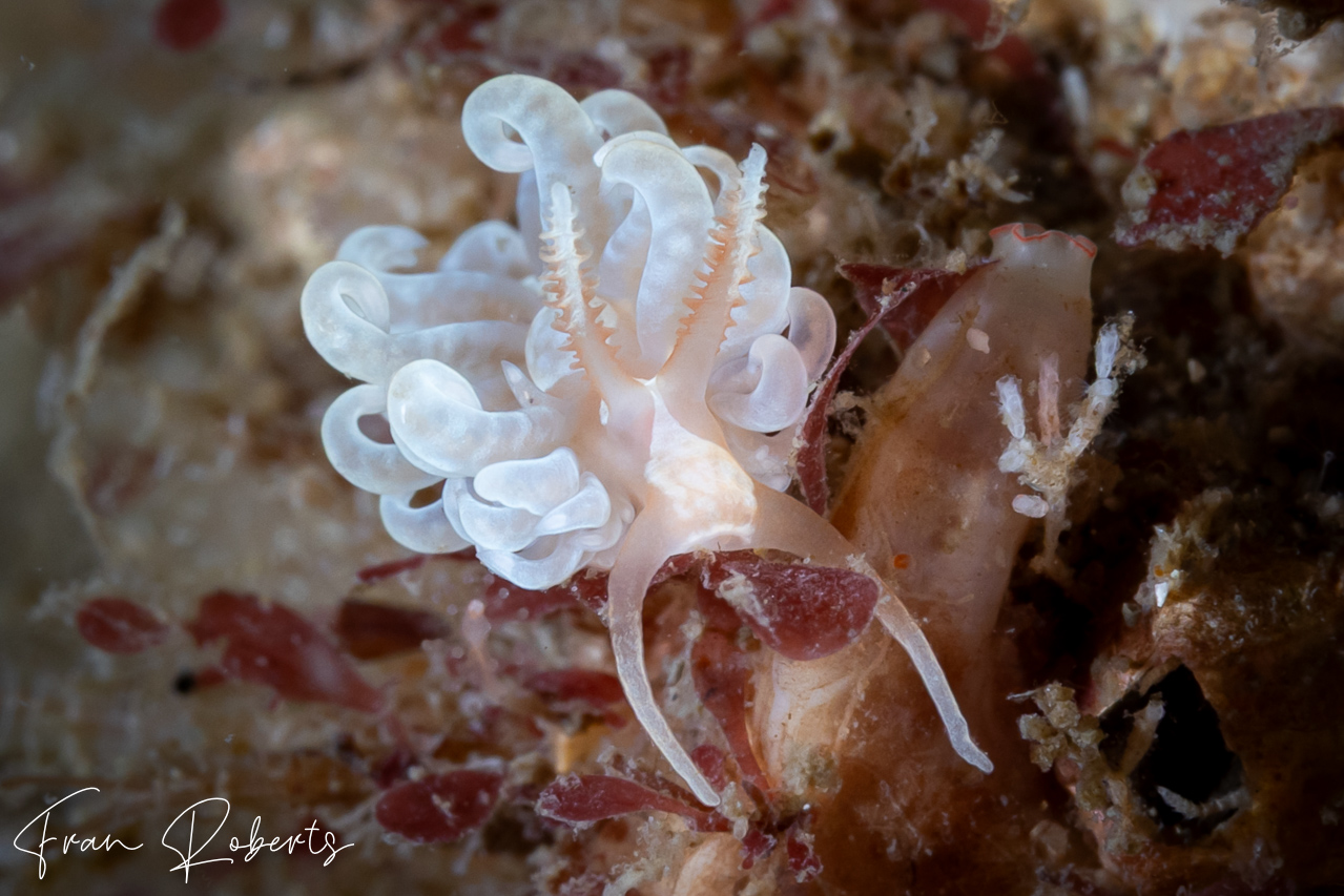 Image of Spurilla neapolitana