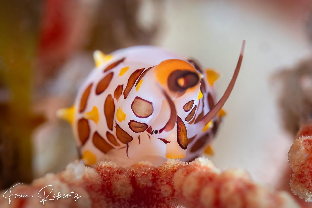 Image of Primovula rosewateri