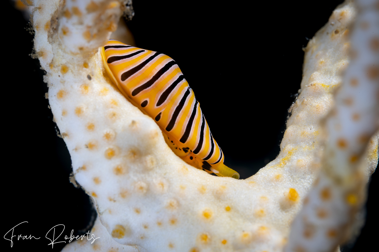 Image of Cuspivolva tigris