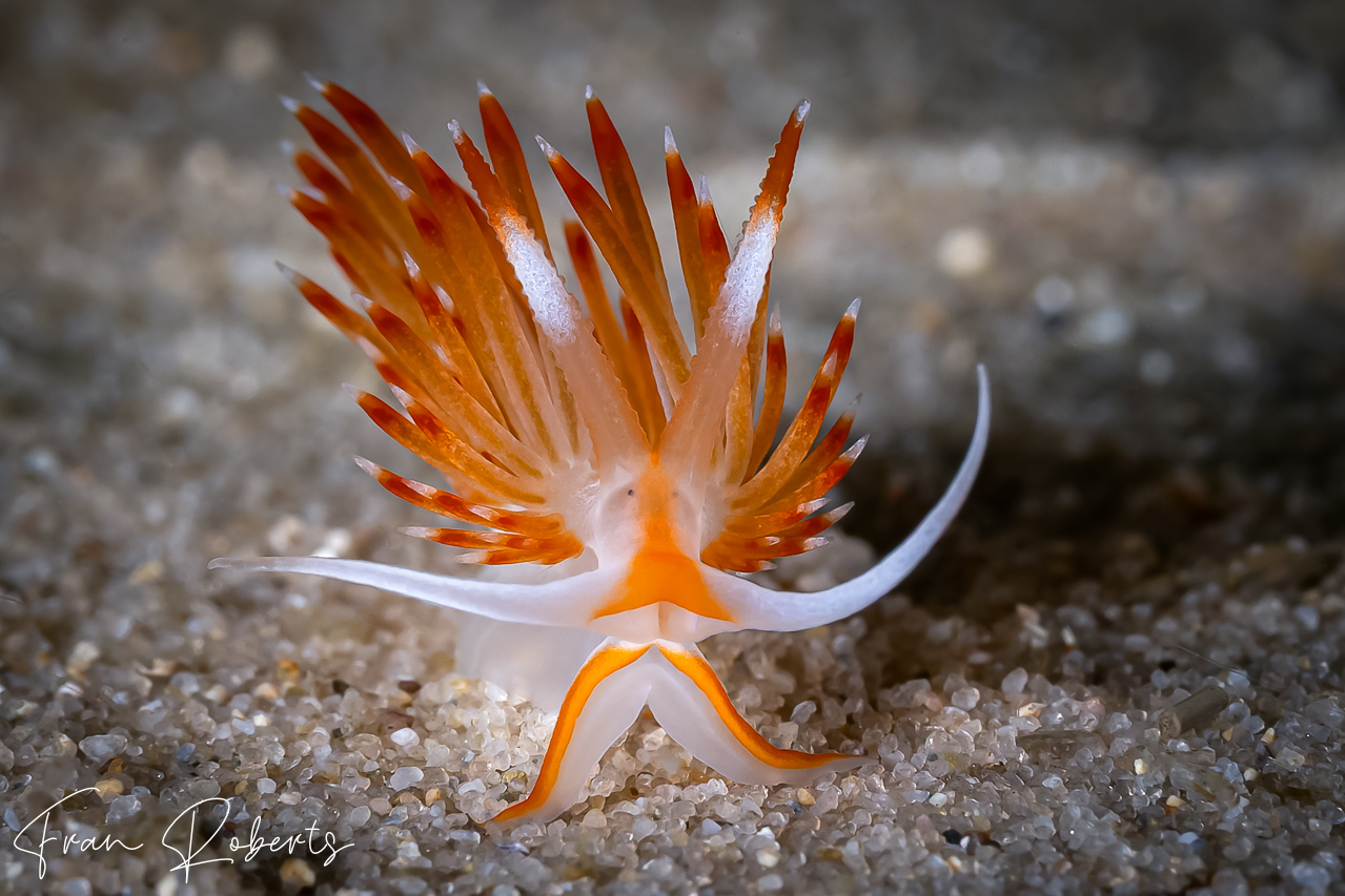 Image of Sakuraeolis nungunoides