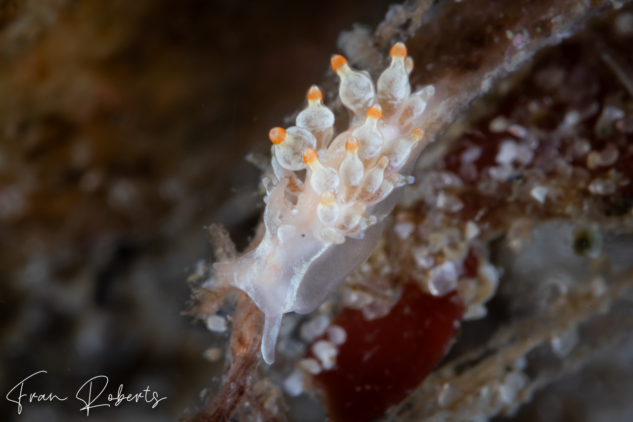 Image of Tenellia sp. 11