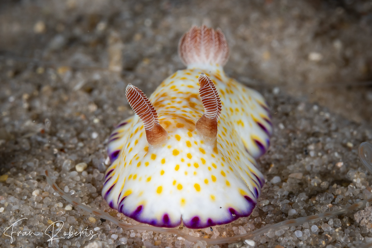 Image of Goniobranchus sp. 5