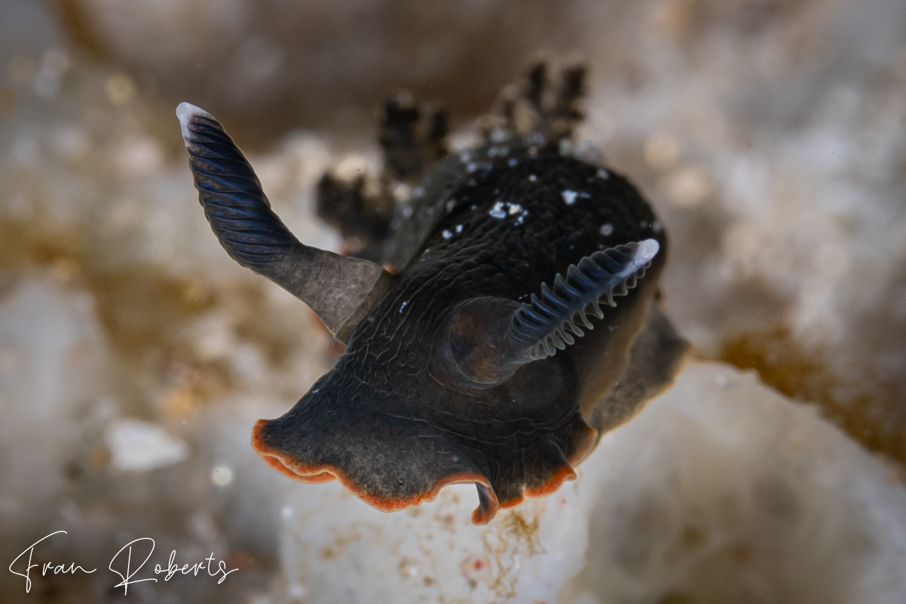 Image of Dendrodoris arborescens