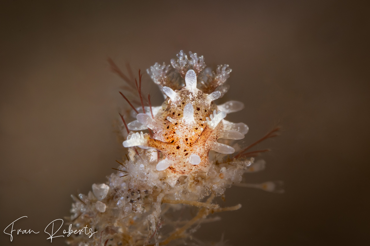 Image of Okenia mija