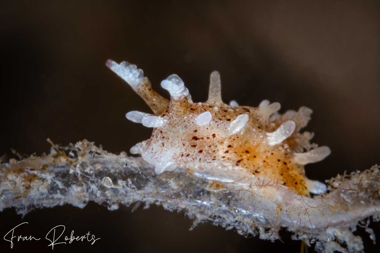 Image of Okenia mija