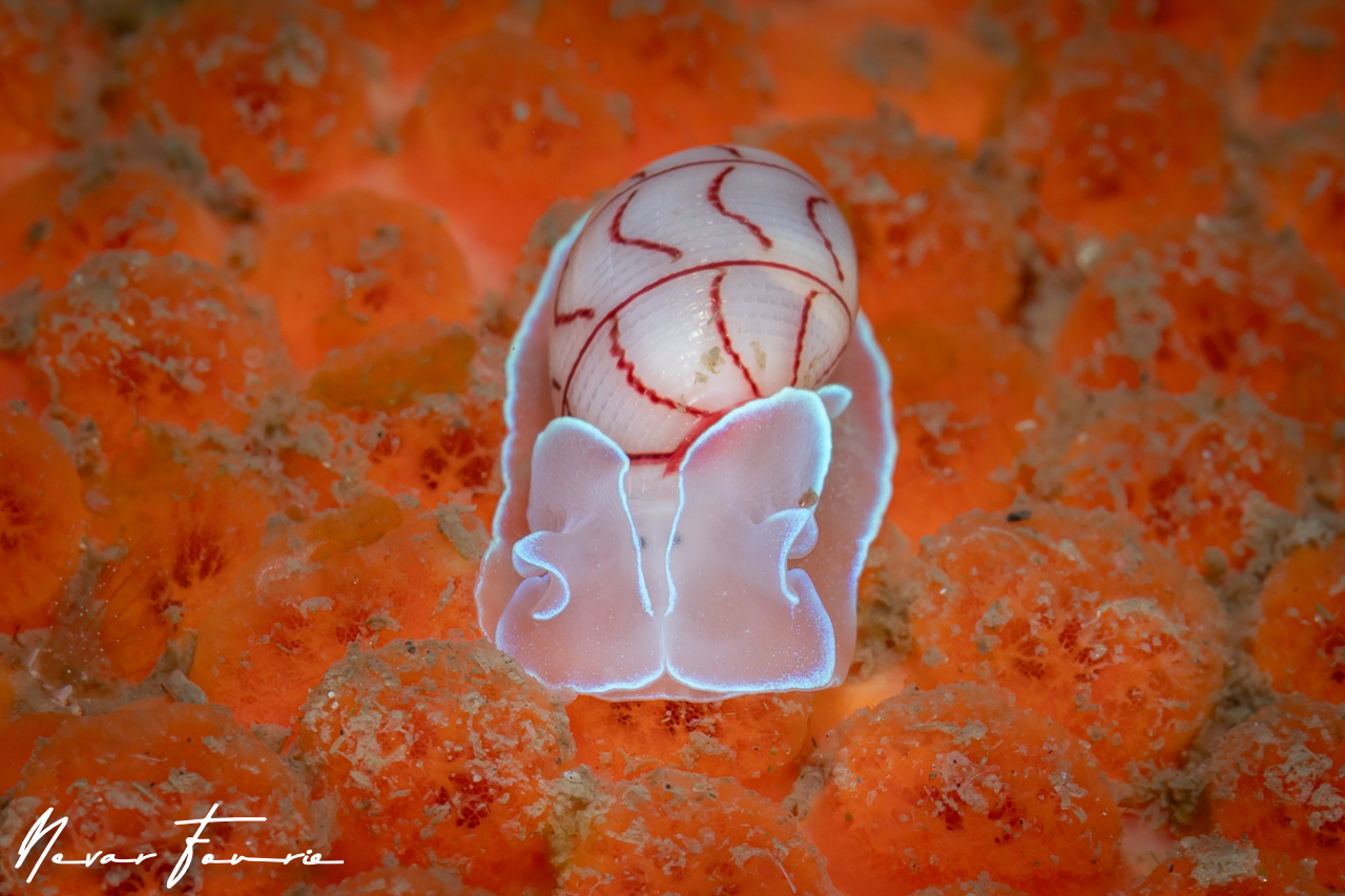 Image of Bullina lineata