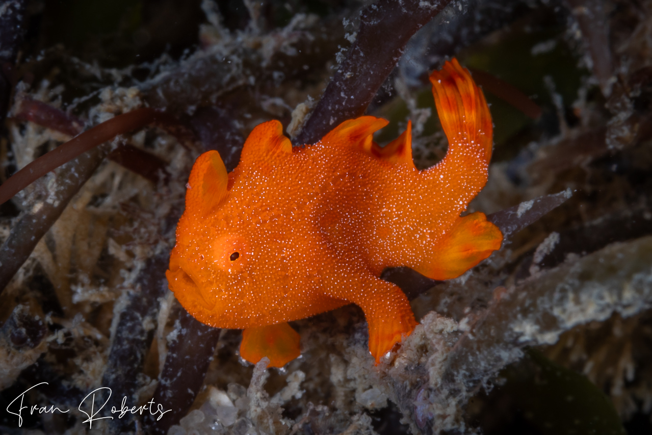 Image of Antennarius pictus