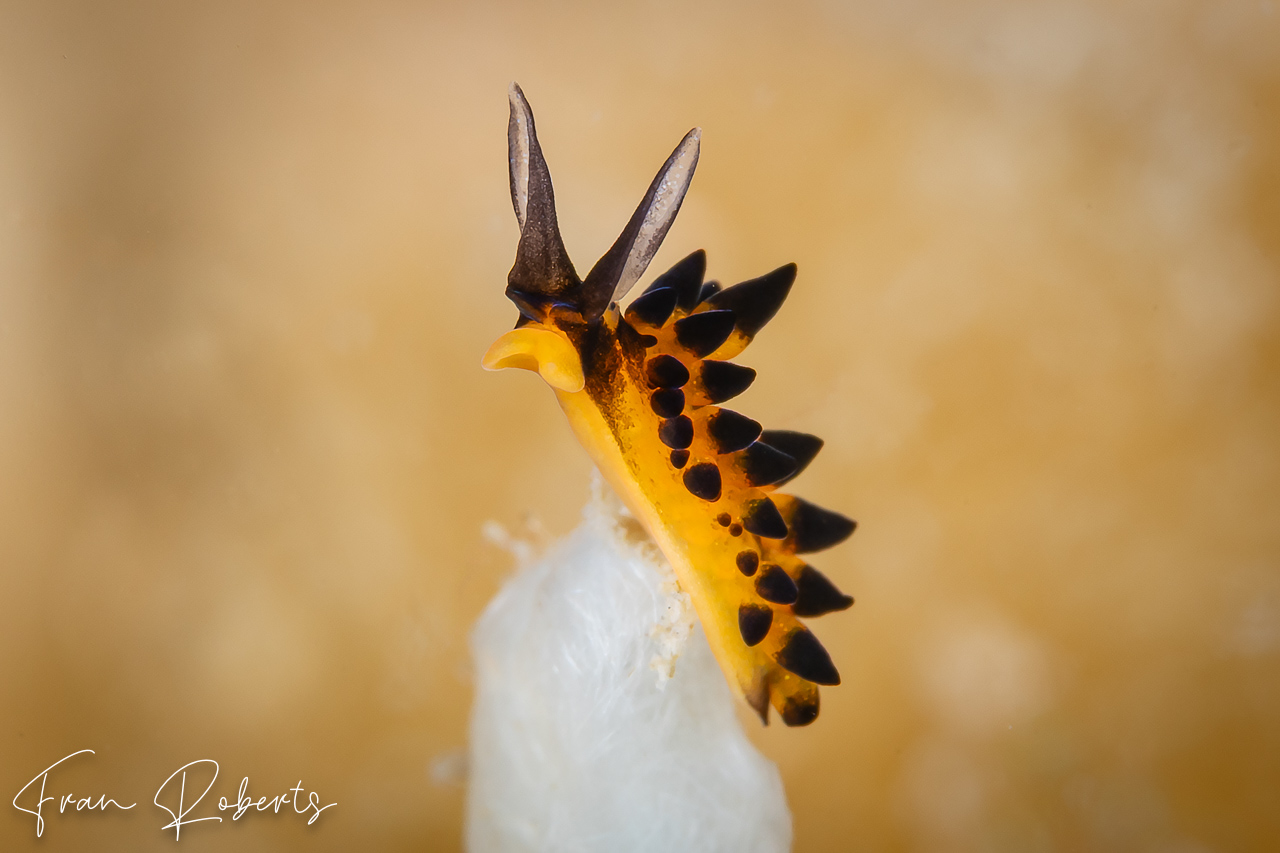 Image of Placida barackobamai