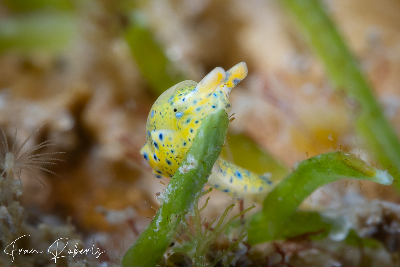 Image of Oxynoe Jaksoni