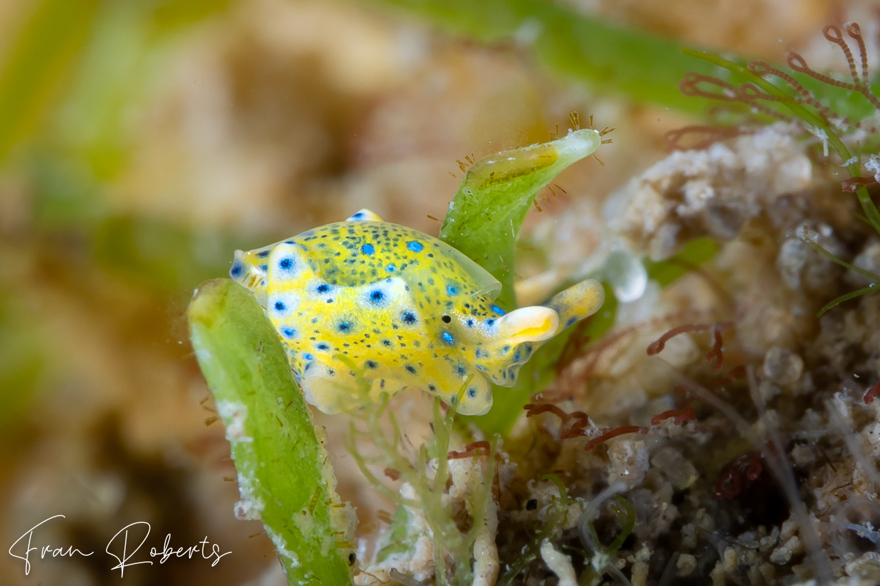 Image of Oxynoe Jaksoni