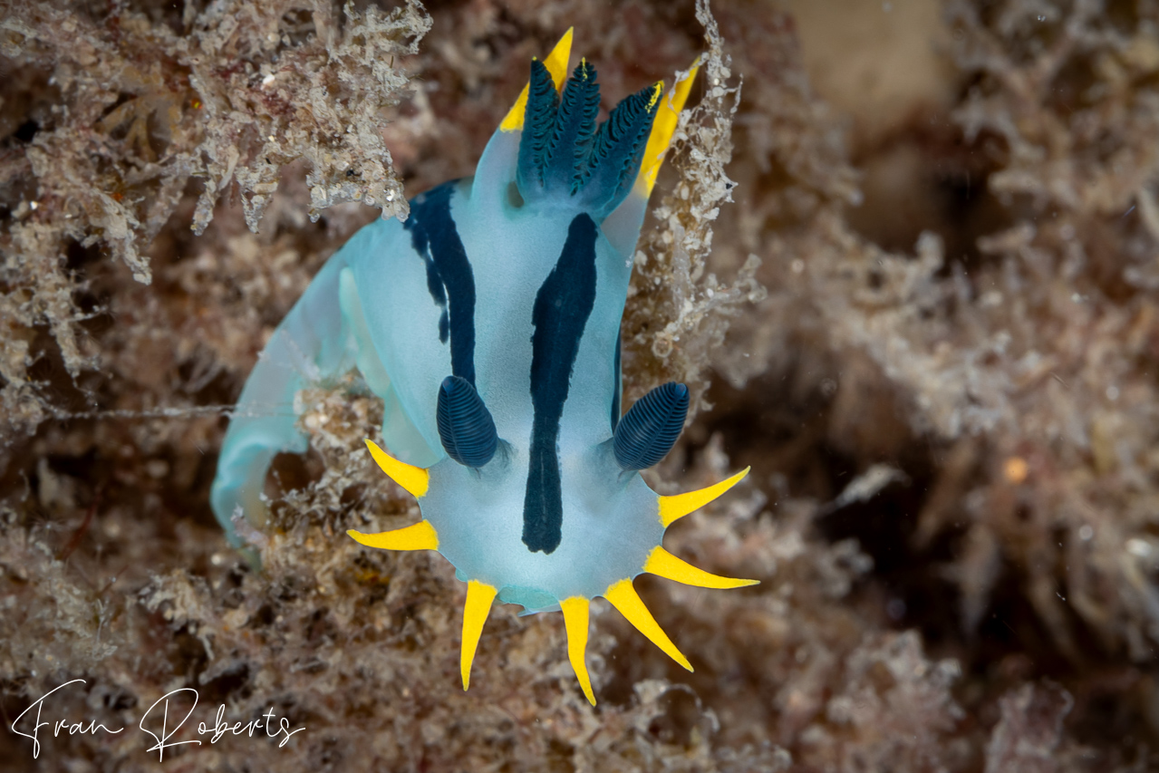 Image of Polycera capensis