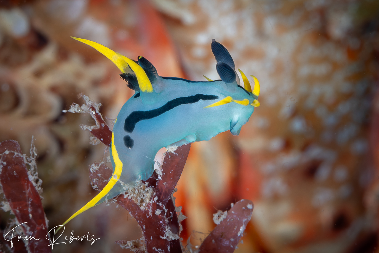 Image of Polycera capensis