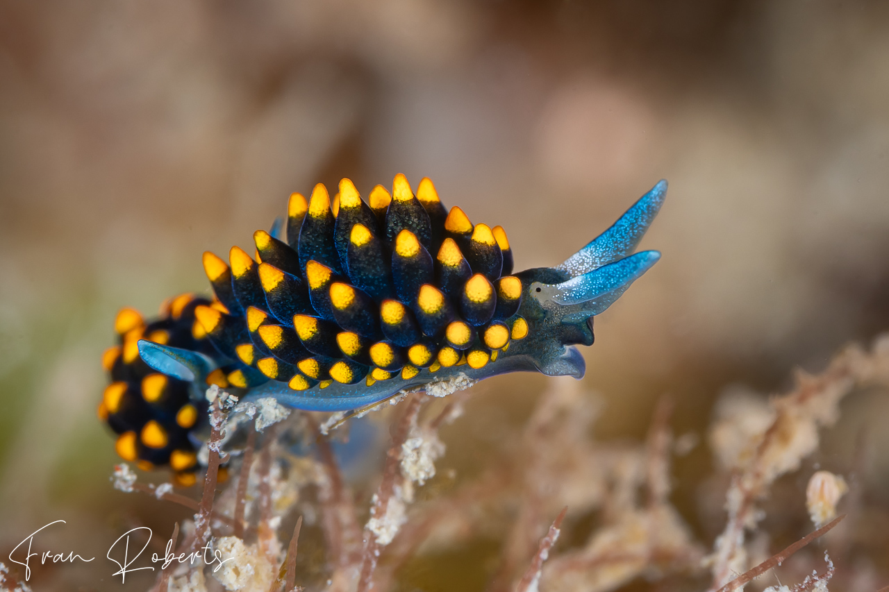 Image of Stiliger aureomarginatus