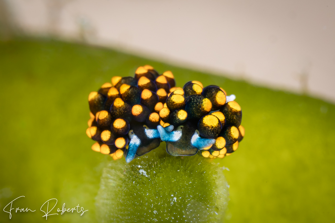 Image of Stiliger aureomarginatus