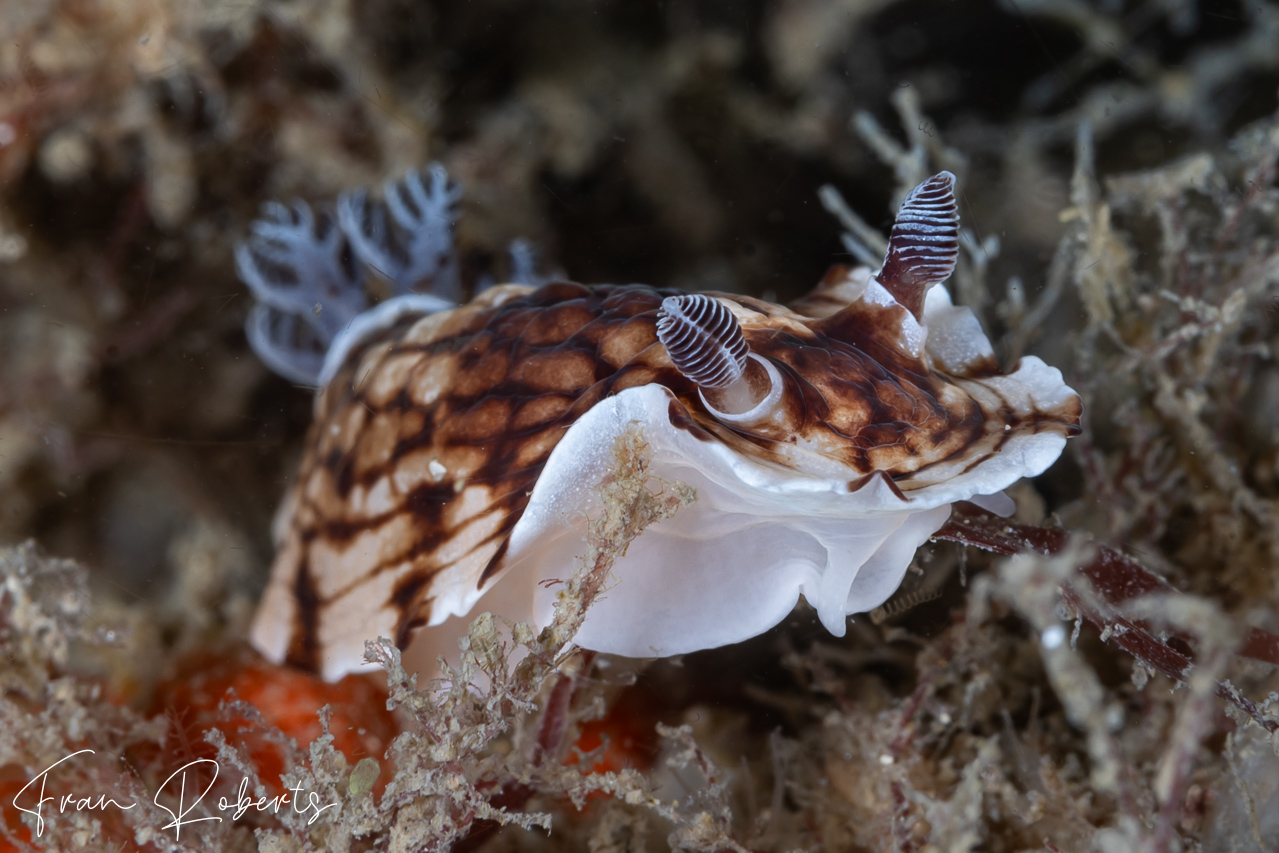 Image of Aphelodoris varia