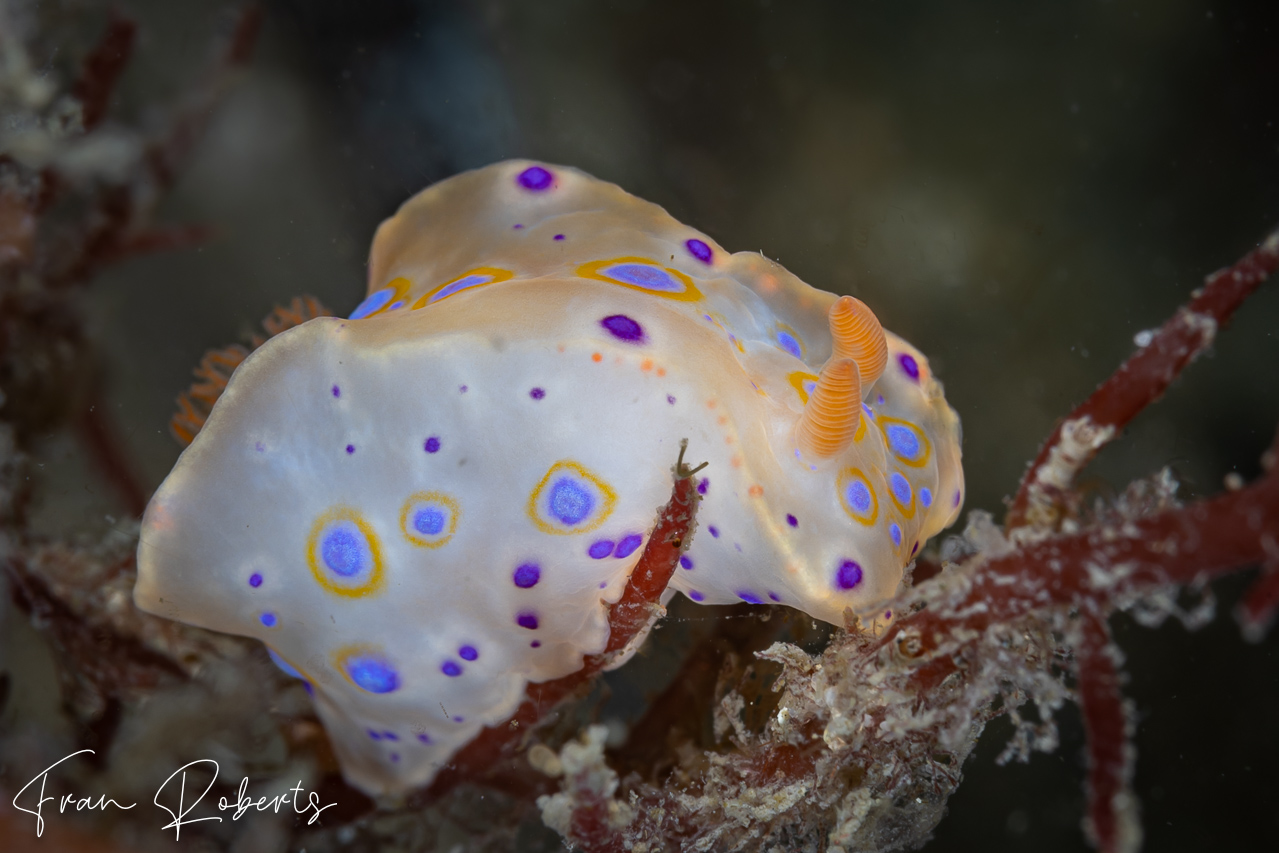 Image of Ceratosoma brevicaudatum