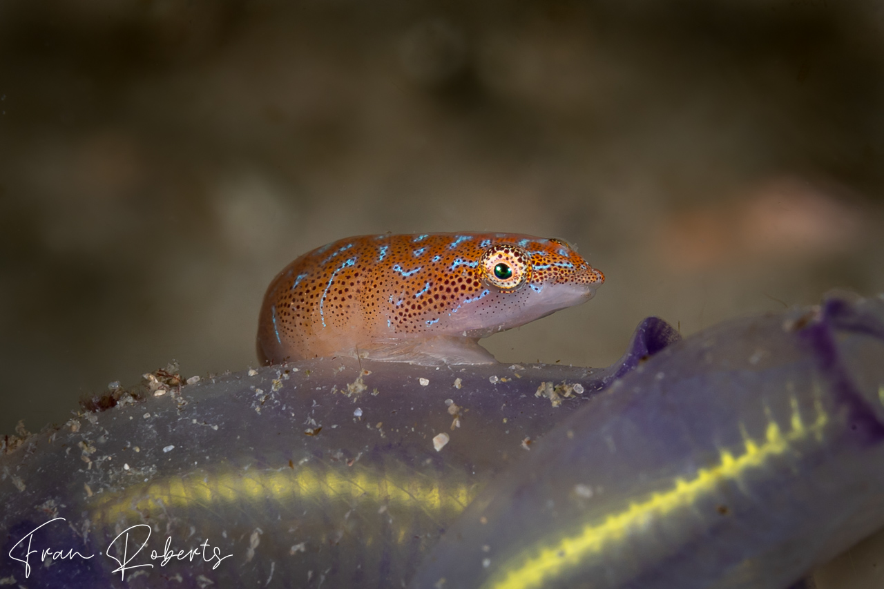 Image of Cochleoceps orientalis