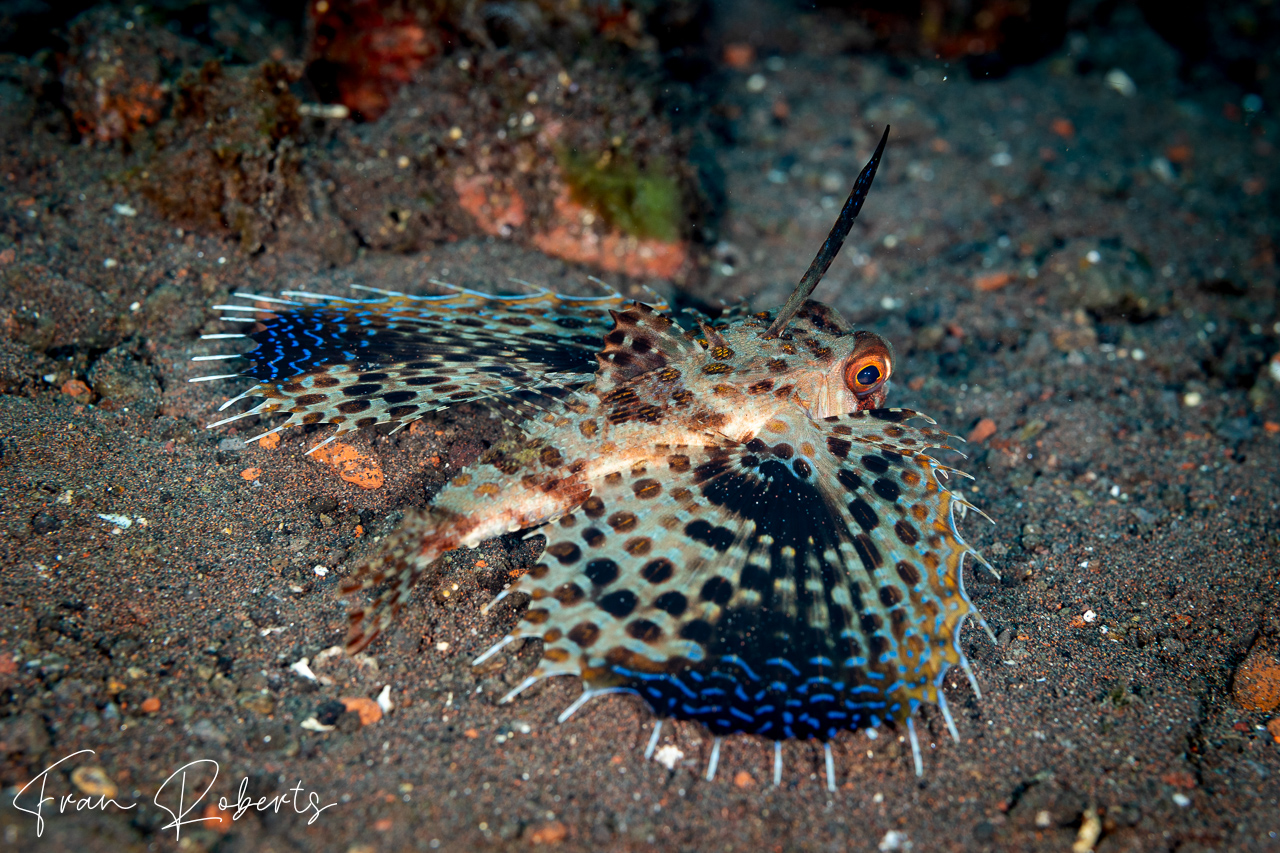 Image of Dactyloptena orientalis orientalis