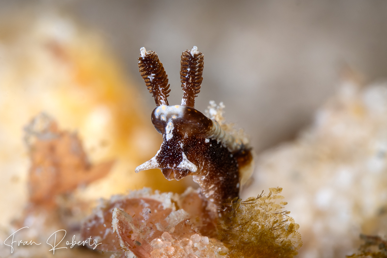 Image of Pelagella joubini