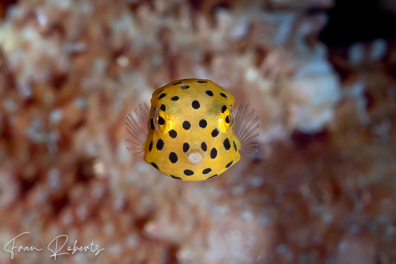 Image of Ostracion cubicus