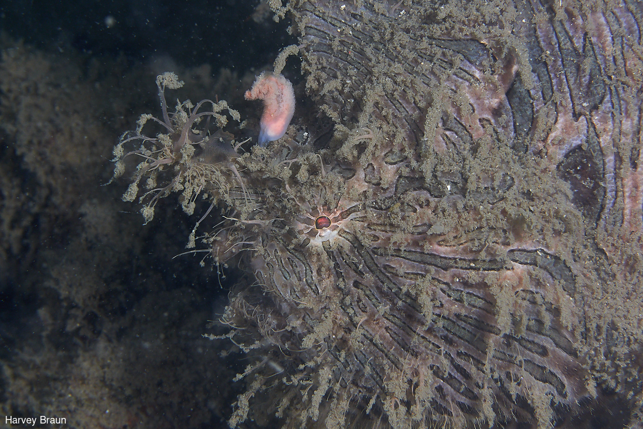 Image of Antennarius striatus