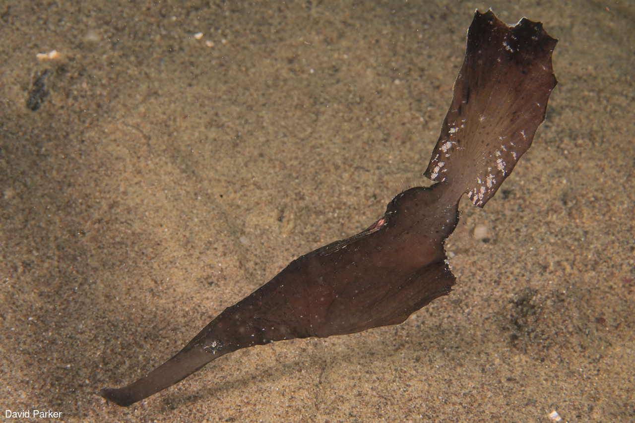 Image of Solenostomus cyanopterus