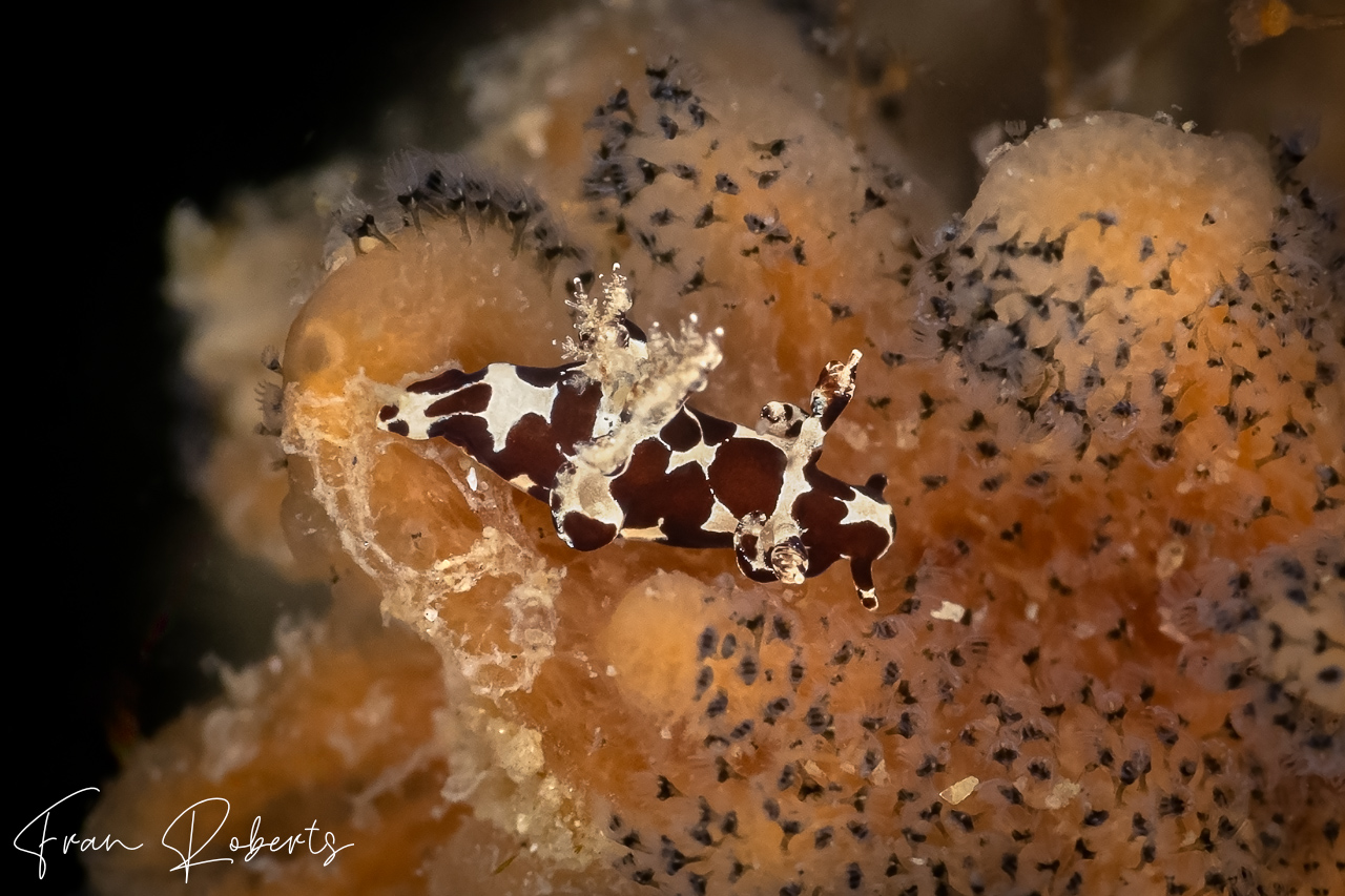 Image of Trapania franae