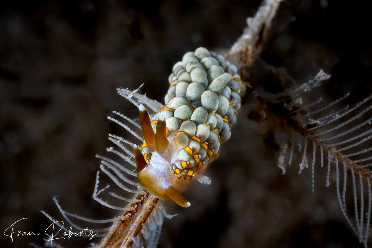 Image of Tenellia bughaw