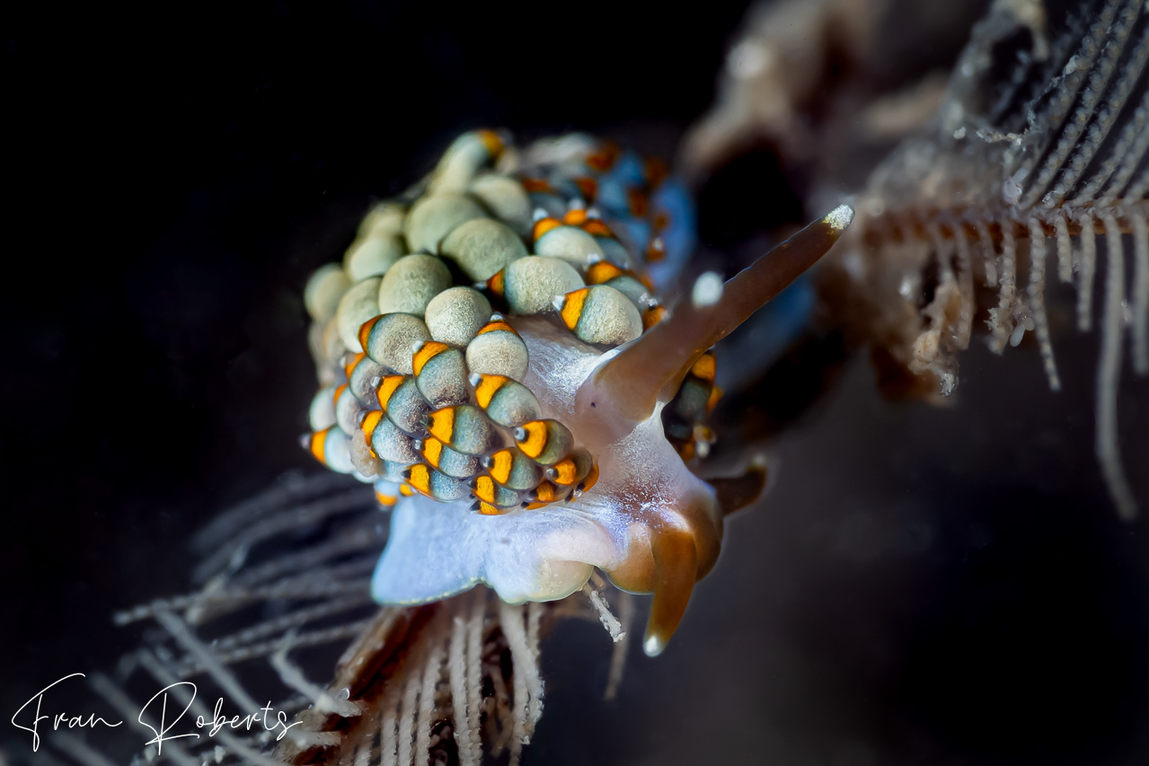 Image of Tenellia bughaw