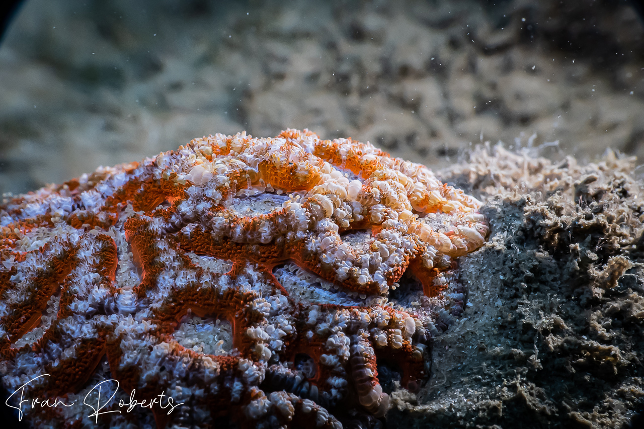 Image of Hard Corals Various