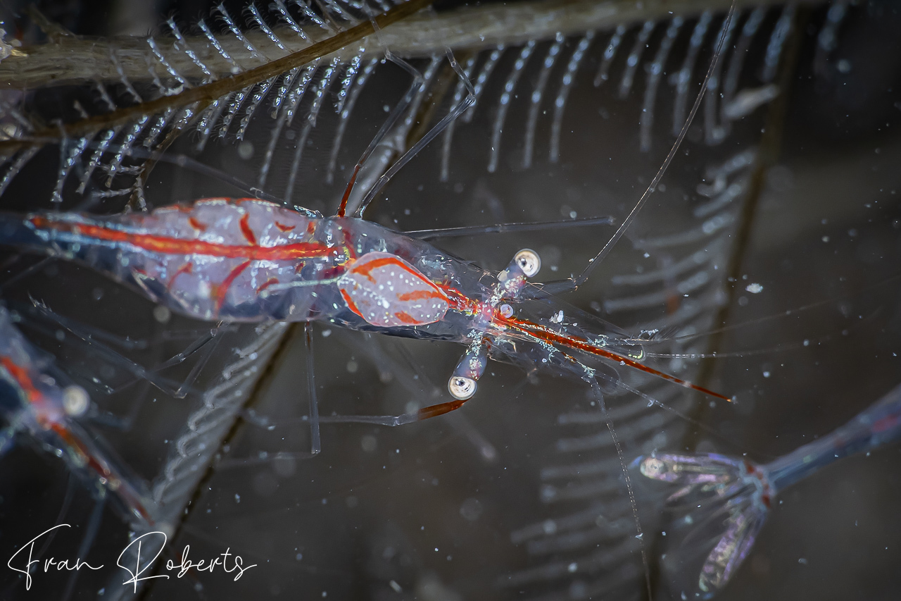 Image of Unidentified Shrimp sp. 3