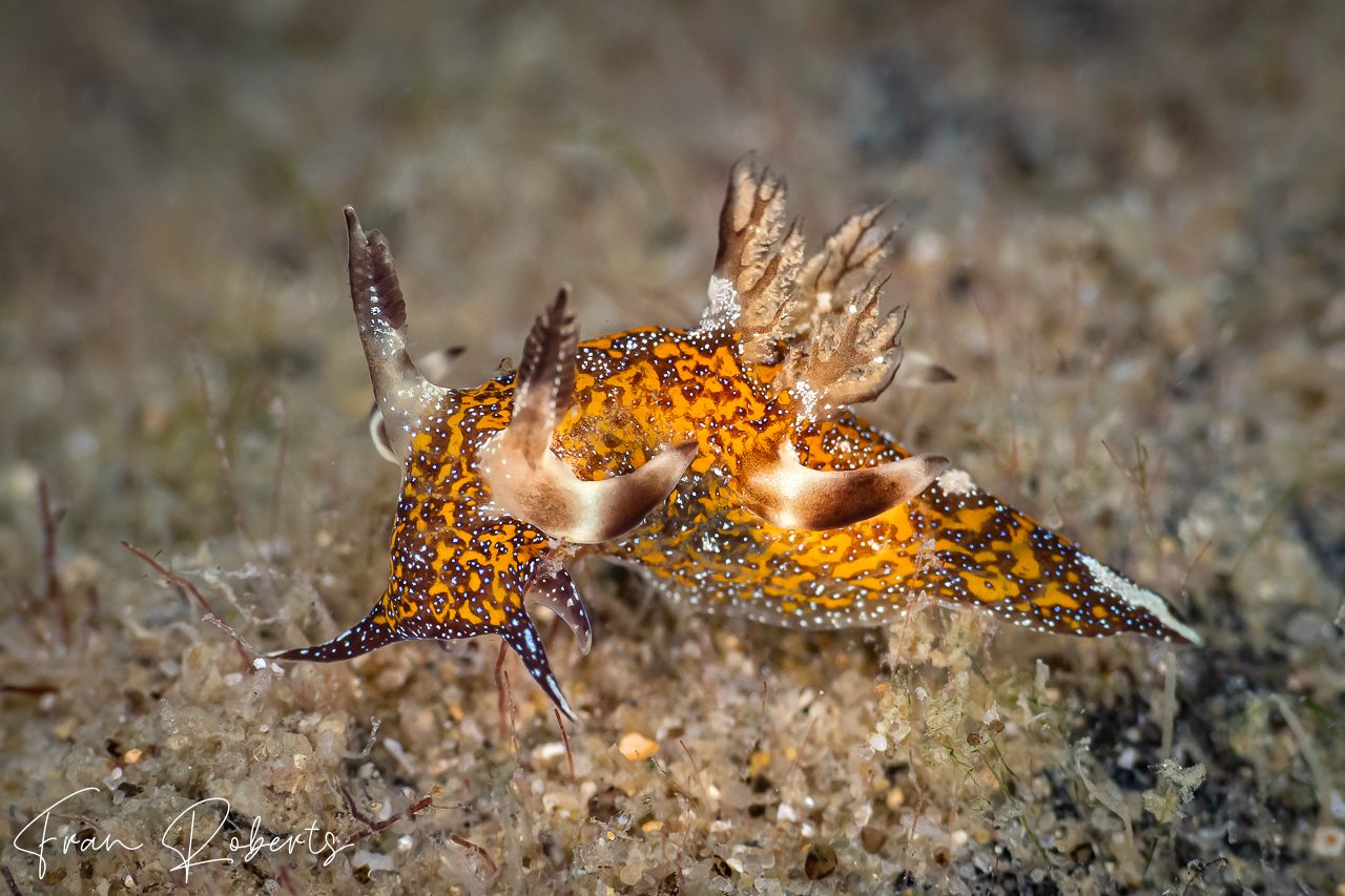 Image of Trapania miltabrancha