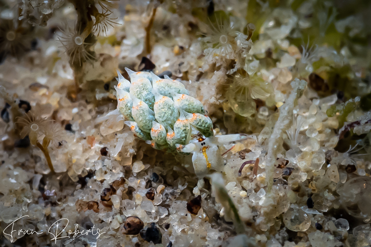 Image of Costasiella kuroshimae