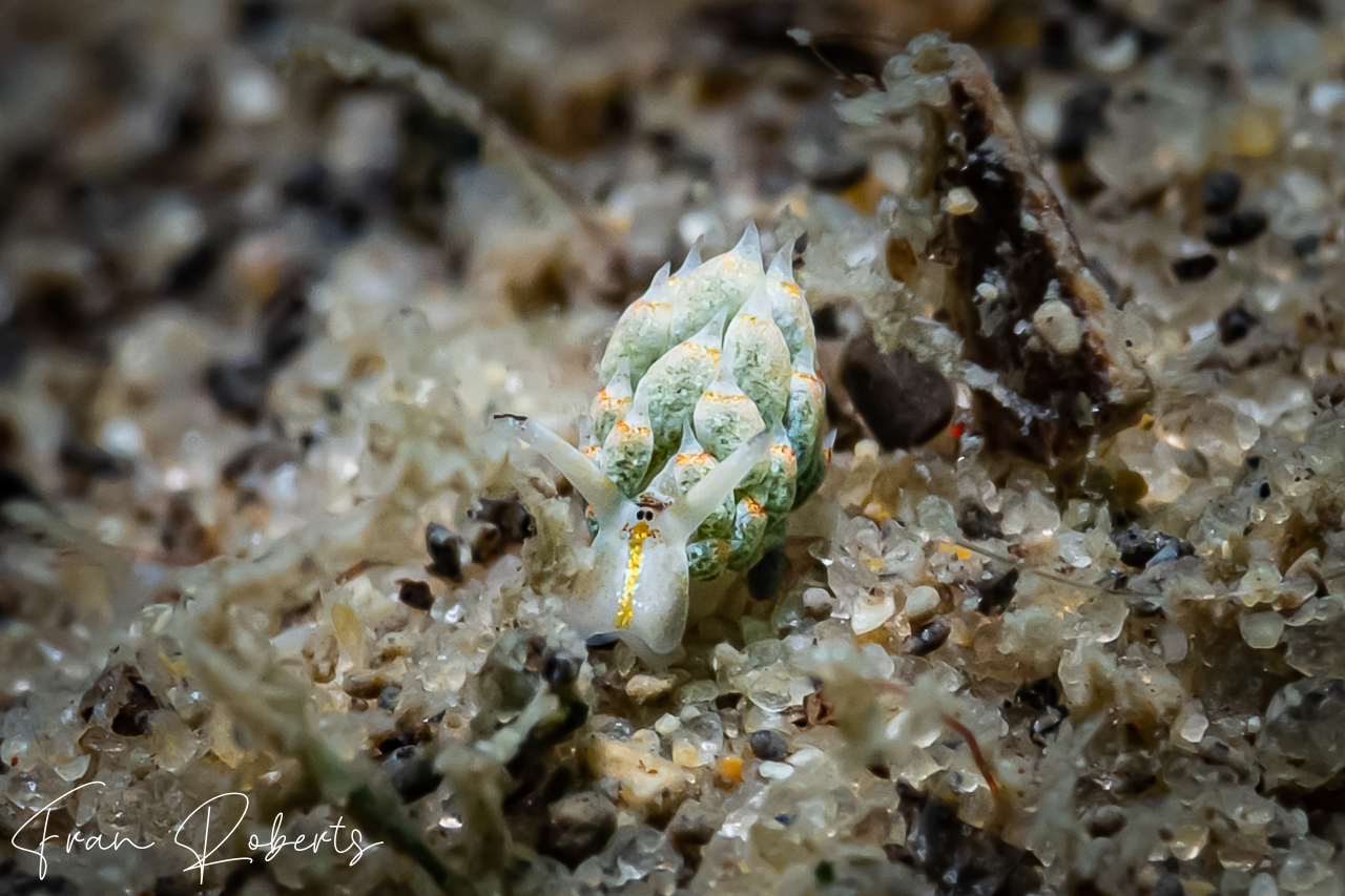 Image of Costasiella kuroshimae