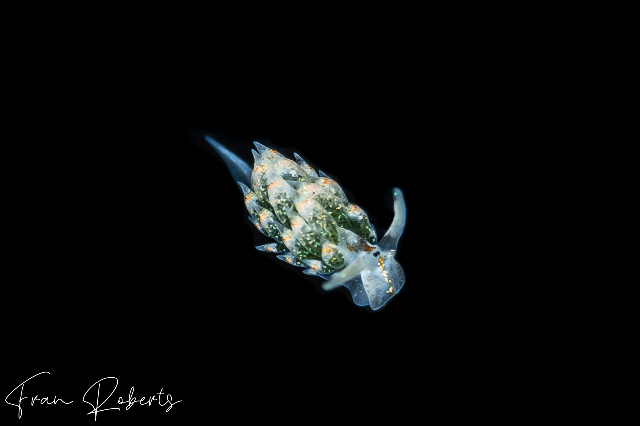 Image of Costasiella kuroshimae