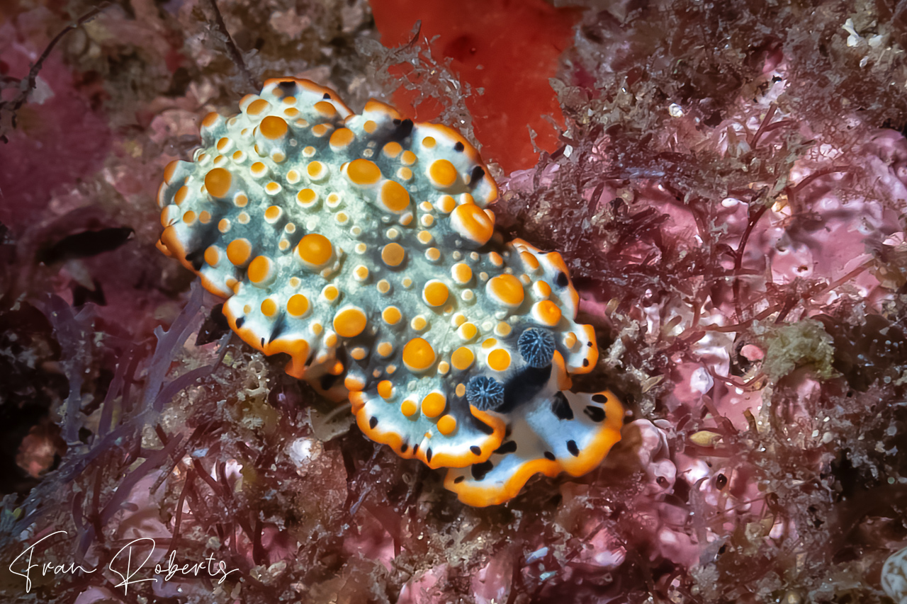 Image of Dermatobranchus ornatus