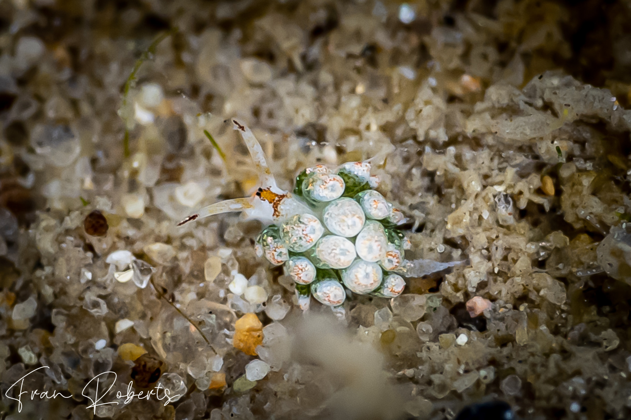 Image of Costasiella kuroshimae