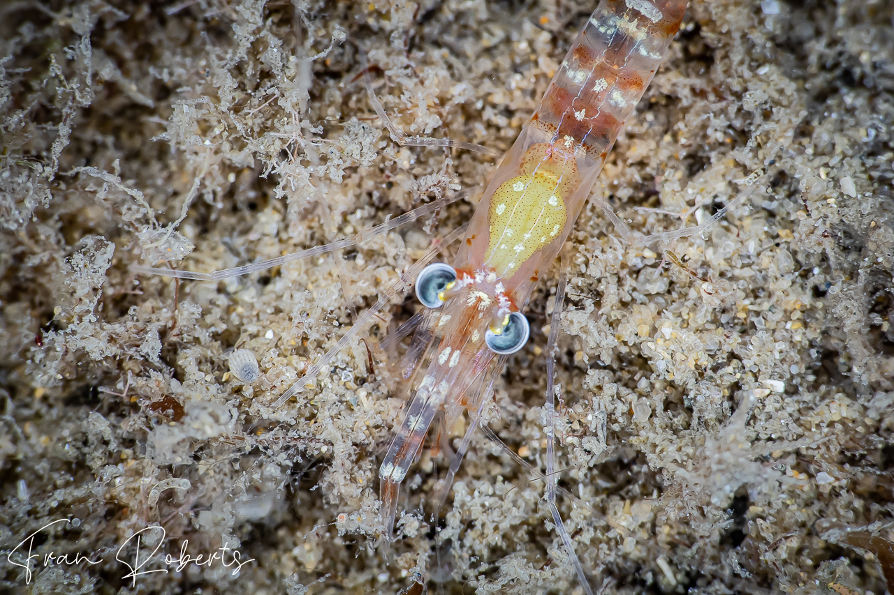 Image of Unidentified Shrimp sp. 8