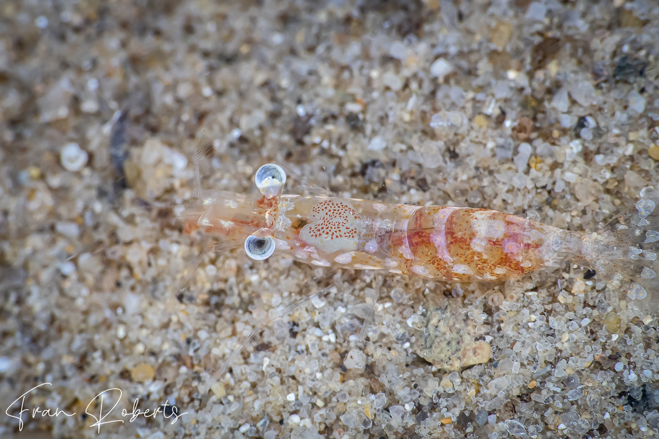 Image of Unidentified Shrimp sp. 11