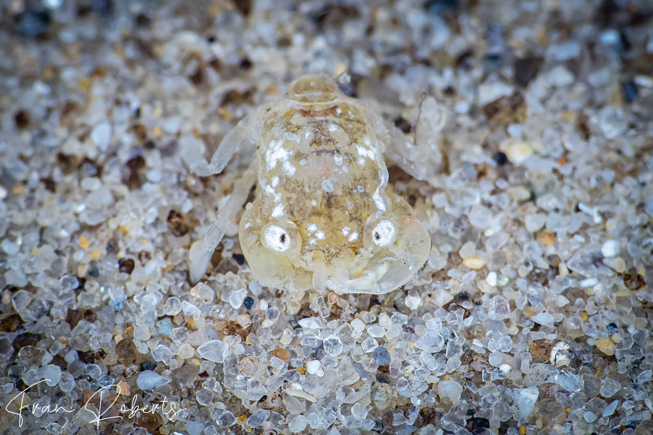 Image of Unidentified Crab sp. 2