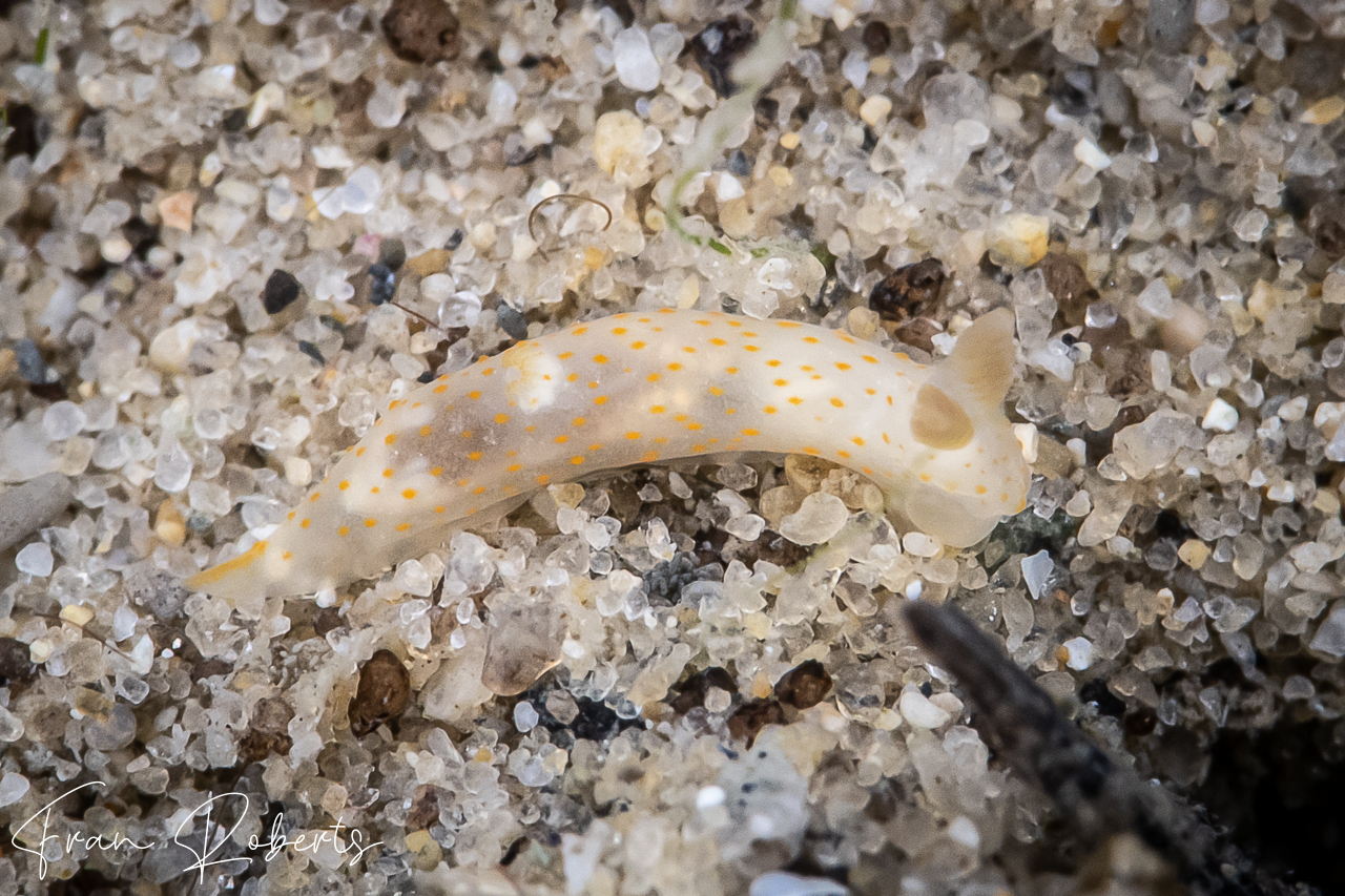 Image of Gymnodoris sp. 22