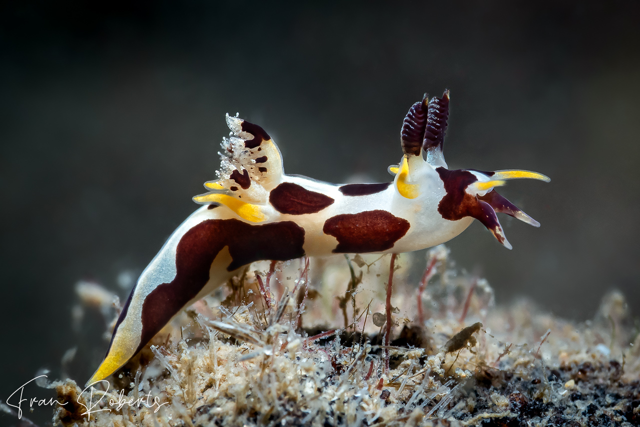 Image of Trapania sp. 1