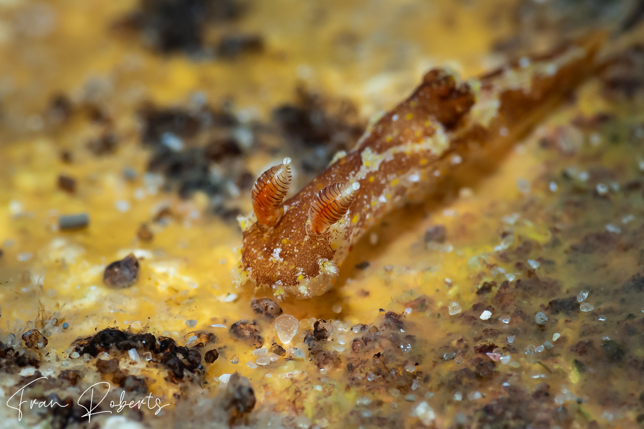 Image of Plocamopherus ceylonicus