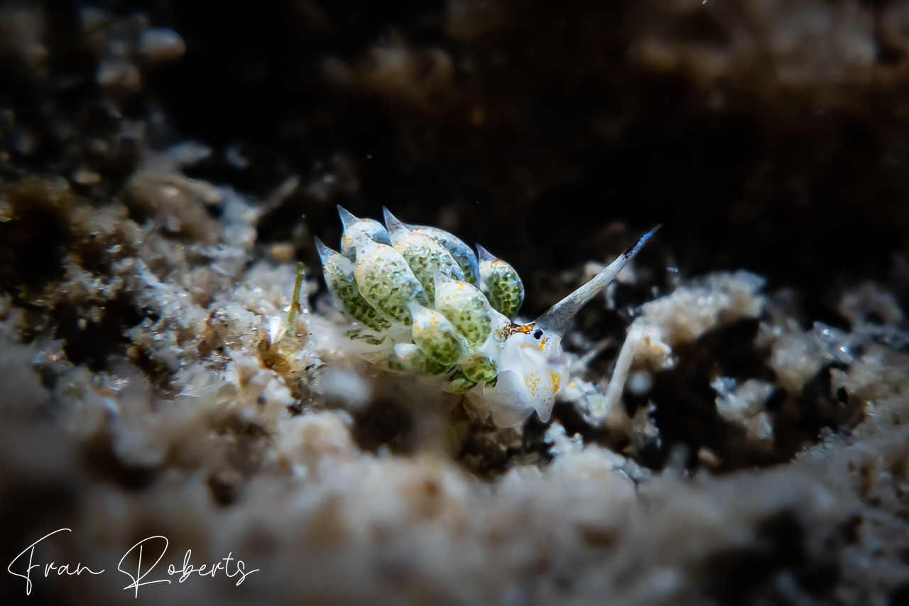 Image of Costasiella kuroshimae